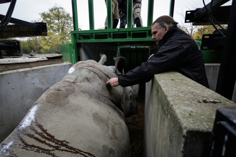 Alexis Lecu, directeur scientifique du Parc zoologique de Paris, administre un tranquillisant à Wami, un rhinocéros blanc dont la peau porte des traces de désinfectant, lors de son transfert vers un conteneur de transport au Parc zoologique de Paris, le 20 octobre 2026 ( AFP / Simon WOHLFAHRT )