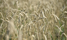 ( AFP / VLADIMIR NIKOLAYEV )