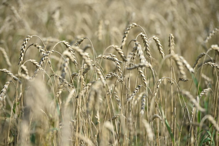 ( AFP / VLADIMIR NIKOLAYEV )