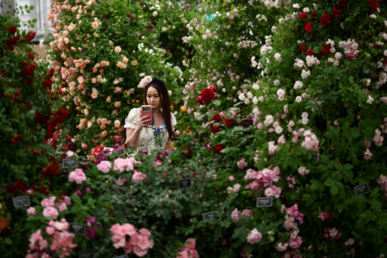 Une visiteuse au milieu des roses au Chelsea Flower Show à Londres le 18 mai 2026 ( AFP / Henry NICHOLLS )