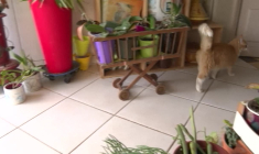 Un chat privé d'aller chez son voisin par la justice