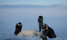 Jon Aars, de l'Institut polaire norvégien, la Française Marie-Anne Blanchet (2e d) et le vétérinaire norvégien Rolf Arne Olberg (g) mesurent un grand ours polaire mâle, dans l'archipel du Svalbard, le 6 avril 2025 ( AFP / Olivier MORIN )