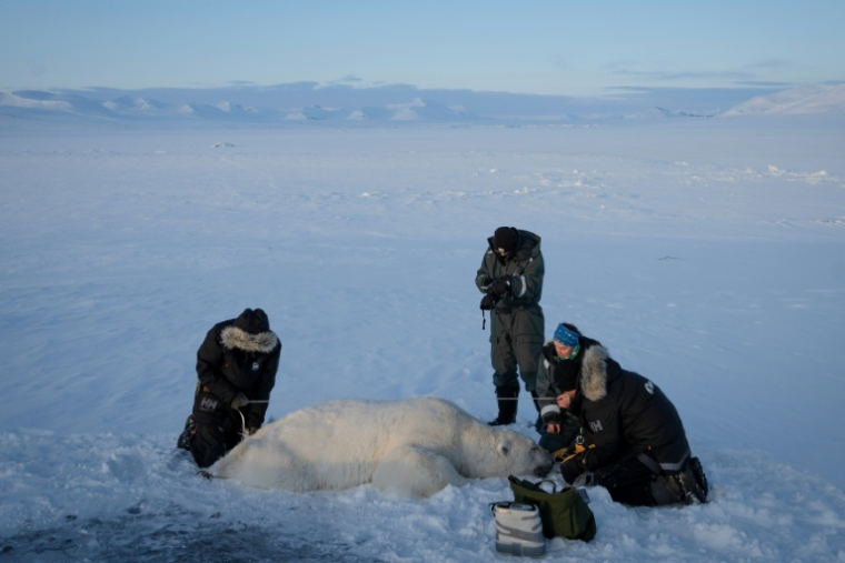 Jon Aars, de l'Institut polaire norvégien, la Française Marie-Anne Blanchet (2e d) et le vétérinaire norvégien Rolf Arne Olberg (g) mesurent un grand ours polaire mâle, dans l'archipel du Svalbard, le 6 avril 2025 ( AFP / Olivier MORIN )
