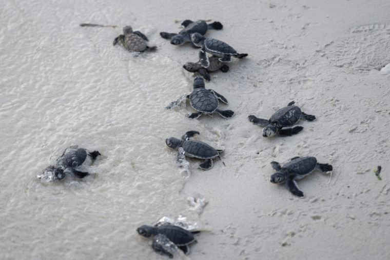 Des bébés tortues sur une plage sur l'île de Mataking en Malaisie, le 25 septembre 2026 ( AFP / SAI AUNG MAIN )