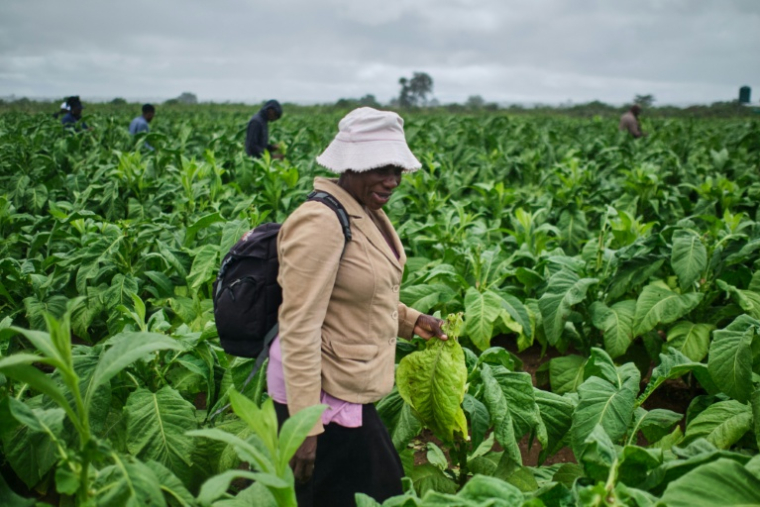 Formation à la récolte du tabac organisée dans une exploitation agricole près de Bulawayo, au Zimbabwe, le 12 mars 2026. ( AFP / Zinyange Auntony )