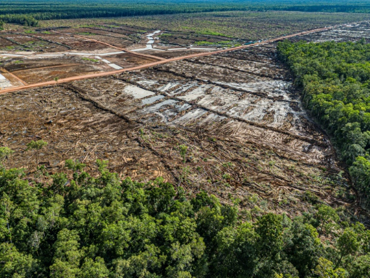 Déforestation pour installer une plantation de canne à sucre, dans la province indonésienne de Papouasie du Sud, dans une image fournie par l'ONG Mighty Earth, le 17 mars 2025 ( MIGHTY EARTH / Yusuf WAHIL )