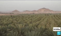 L'Égypte devient le premier producteur de datte avec près de 2 millions de tonnes par an