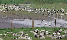 GRIPPE AVIAIRE: LA FRANCE PRÉVOIT D'ABATTRE 600.000 CANARDS