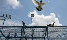 Des pigeons perchés sur le toit de leur volière dans le village frontalier de Pangali, près de la ligne de contrôle (LoC), dans le district de Jammu, le 3 mai 2025 en Inde ( AFP / Punit PARANJPE )