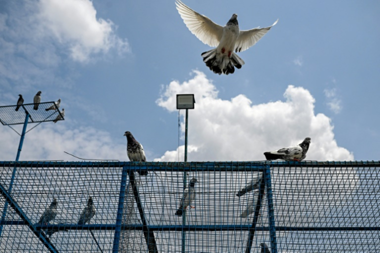 Des pigeons perchés sur le toit de leur volière dans le village frontalier de Pangali, près de la ligne de contrôle (LoC), dans le district de Jammu, le 3 mai 2025 en Inde ( AFP / Punit PARANJPE )