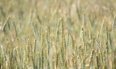 ( AFP / RODGER BOSCH )