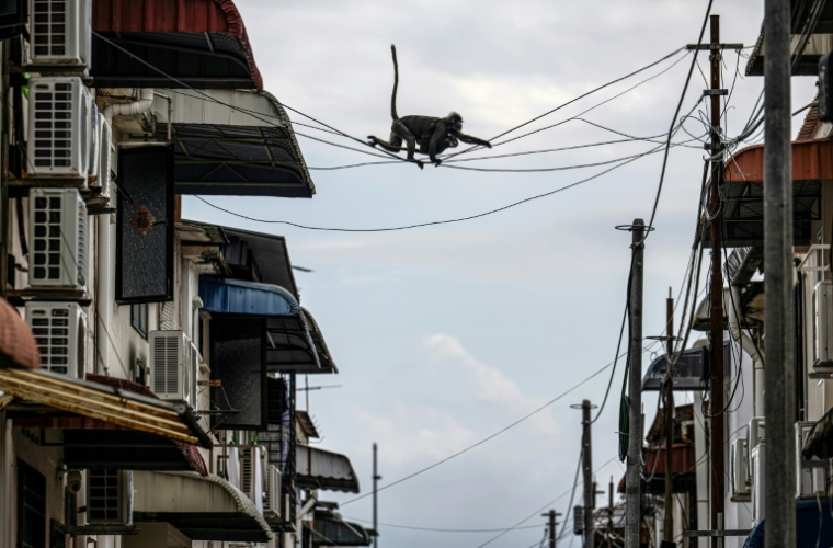 Deux singes langurs à lunettes baptisés "Julie" (en haut) et "Bulat" (en bas) sur des câbles électriques aériens dans une ruelle d'un quartier résidentiel de Tanjung Bungah, à George Town, sur l'île de Penang, le 9 avril 2026 en Malaisie ( AFP / Mohd Rasfan )