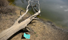 ( AFP / NICOLAS TUCAT )