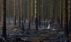 Incendie de forêt en Belgique