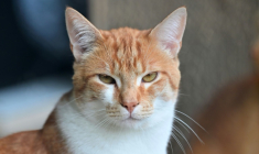 L'entreprise de santé animale Virbac présente des croquettes enrobées de médicament, annoncées comme une première mondiale, pour faciliter le traitement des chats atteints de maladie rénale chronique (MRC) ( AFP / MIGUEL MEDINA )