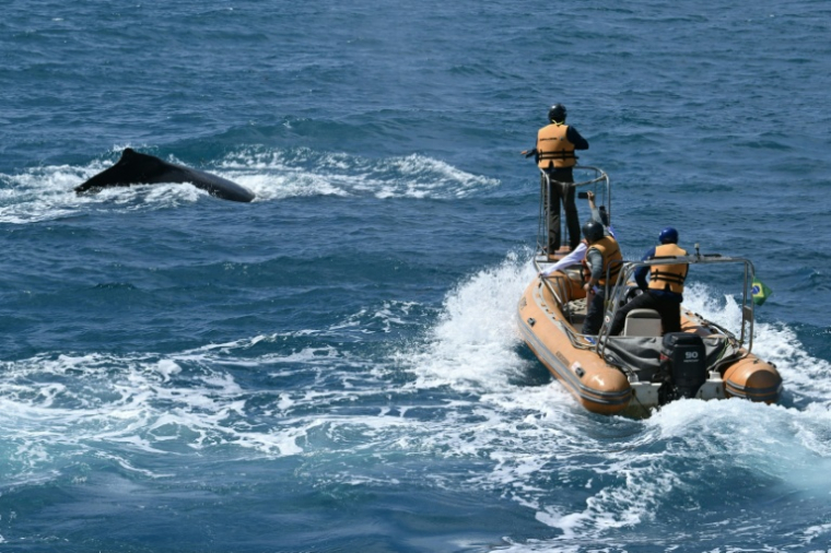Une équipe de chercheurs de l'Institut de la baleine à bosse, à bord d'un bateau pneumatique, recherche des baleines afin de collecter du matériel génétique dans l'archipel d'Abrolhos, dans l'État de Bahia, au Brésil, le 19 août 2026. ( AFP / Evaristo Sa )