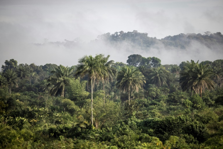 Des collines couvertes de forêt près de Bopolu, au Liberia, le 15 novembre 2021 ( AFP / JOHN WESSELS )
