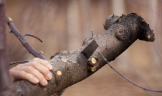 Le locataire doit assurer l'entretien courant du logement, ce qui comprend l'élagage des arbres. (illustration) (Pixabay / MireXa)