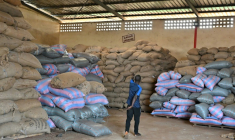 Un homme regarde des sacs de cacao dans l’entrepôt d’une coopérative, à Duekoué, en Côte d'Ivoire, le 15 janvier 2026 ( AFP / SIA KAMBOU )