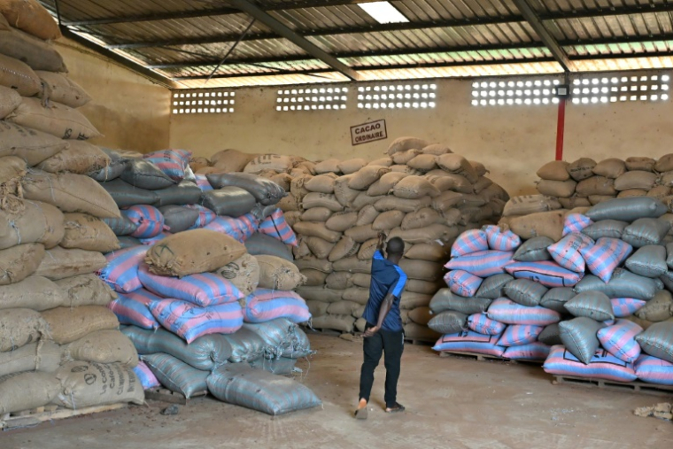 Un homme regarde des sacs de cacao dans l’entrepôt d’une coopérative, à Duekoué, en Côte d'Ivoire, le 15 janvier 2026 ( AFP / SIA KAMBOU )