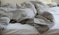 Si plusieurs appartements sont infestés par des punaises de lit, c'est à la copropriété de payer. Photo d'illustration. (Pixabay / tvjoern)