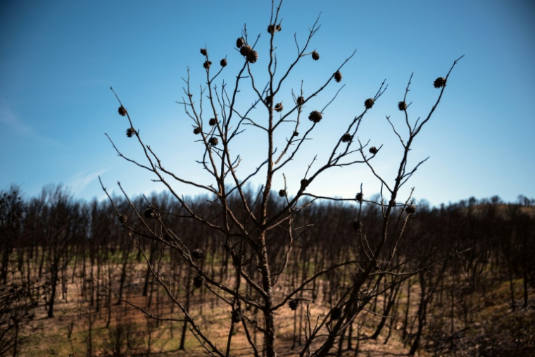 Une zone dévastée par l'incendie dans l'Aude en août 2025, près du village de Jonquières, le 16 avril 2026  ( AFP / Lionel BONAVENTURE )