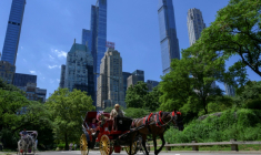 Ees calèches dans Central Park, à New York, le 3 août 2022 ( AFP / ANGELA WEISS )