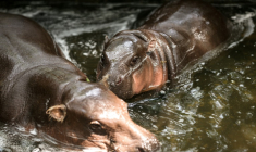 Le bébé hippopotame pygmée Moo Deng (d), nage avec sa mère au zoo de Khao Kheow, le 10 juillet 2025 à Chonburi, en Thaïlande ( AFP / Chanakarn Laosarakham )