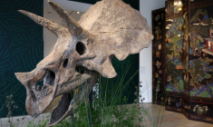Le crâne de Triceratops, baptisé "Baby Jane", exposé à Paris