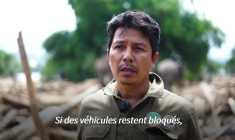 Indonésie : des éléphants utilisés pour nettoyer les débris après les inondations