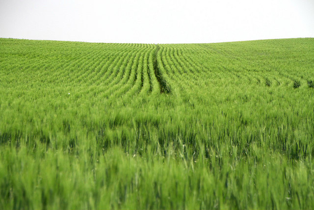 Seize pays sont favorables à une réautorisation de dix ans du glyphosate, dix s'y opposent alors que l'Allemagne et Portugal se sont abstenus. (crédit : Alan Levine)
