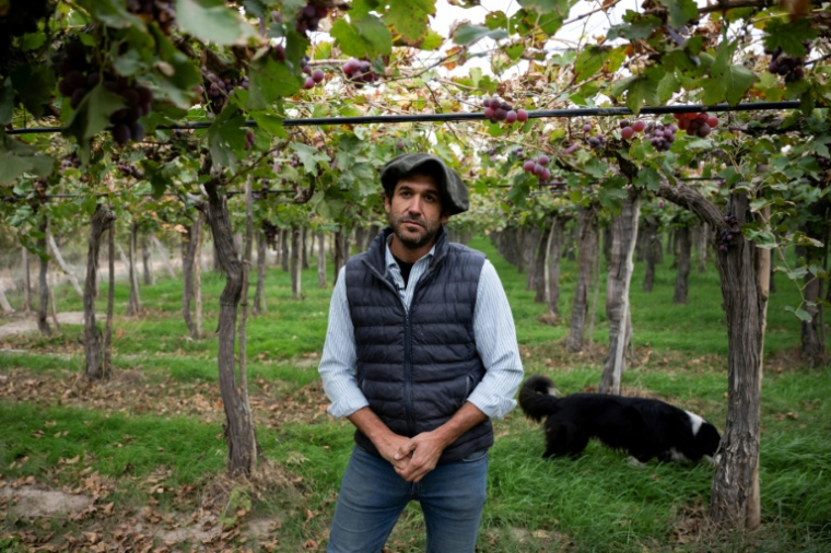 Nicolas Yanzon, producteur de raisin, dans sa plantation à Villa Media Agua, en périphérie de San Juan, en Argentine, le 25 avril 2026 ( AFP / Luis ROBAYO )