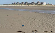 Nucléaire: l'arrivée massive de méduses fait fermer trois réacteurs à Gravelines