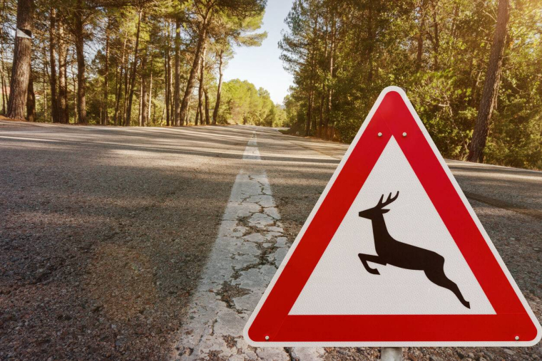 Collision avec un animal : êtes-vous couvert par votre assurance auto ? / iStock.com - ofc pictures