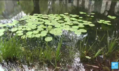 Crise migratoire en Irlande : Dublin accuse Londres et redoute un afflux croissant