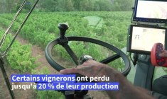 Vendanges précoces dans le Var et en Champagne