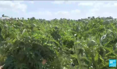 France : alerte sécheresse maximale dans les Pyrénées-Orientales