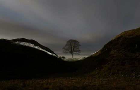 Le célèbre Sycamore Gap tree photographié le 19 janvier 2022 avant son abattage en septembre 2023, près d'Hexham dans le nord de l'Angleterre ( AFP / OLI SCARFF )