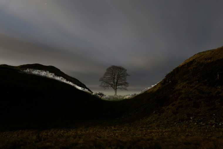 Le célèbre Sycamore Gap tree photographié le 19 janvier 2022 avant son abattage en septembre 2023, près d'Hexham dans le nord de l'Angleterre ( AFP / OLI SCARFF )