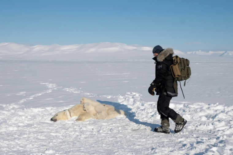 Le directeur du programme pour les ours polaire, Jon Aars, vérifie l'état d'une ourse polaire sédatée avec ses deux oursons, dans l'archipel du Svalbard, le 6 avril 2025 ( AFP / Olivier MORIN )