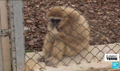 Trafic d'animaux sauvages : des félins et des reptiles dans des appartements à Paris