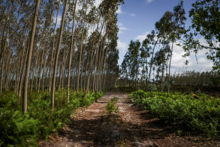Une forêt de pins et d'eucalyptus à Marinha Grande, au Portugal, le 7 mai 2026 ( AFP / PATRICIA DE MELO MOREIRA )