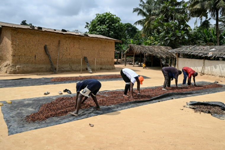 Des producteurs font sécher des fèves de cacao au camp de producteurs de cacao de Betykro, à 20 kilomètres de Guiglo, en Côte d'Ivoire le 16 janvier 2026 ( AFP / Sia KAMBOU )