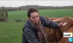 Élevage extensif : des vaches anti incendies ?