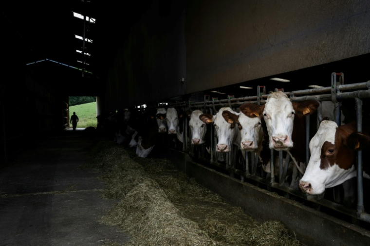 Un éleveur attend un vétérinaire qui vient vacciner son troupeau de vaches contre la dermatose à Aviernoz, le 22 juillet 2025 en Haute-Savoie ( AFP / JEFF PACHOUD )