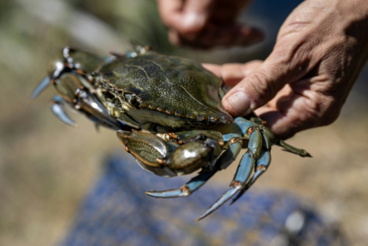 Un crabe bleu (Callinectes sapidus), qui sera analysé, mesuré et pesé au laboratoire de l'Institut méditerranéen d'océanographie (MIO) de Marseille, à Hyères, le 28 mai 2026 dans le Var ( AFP / MIGUEL MEDINA )