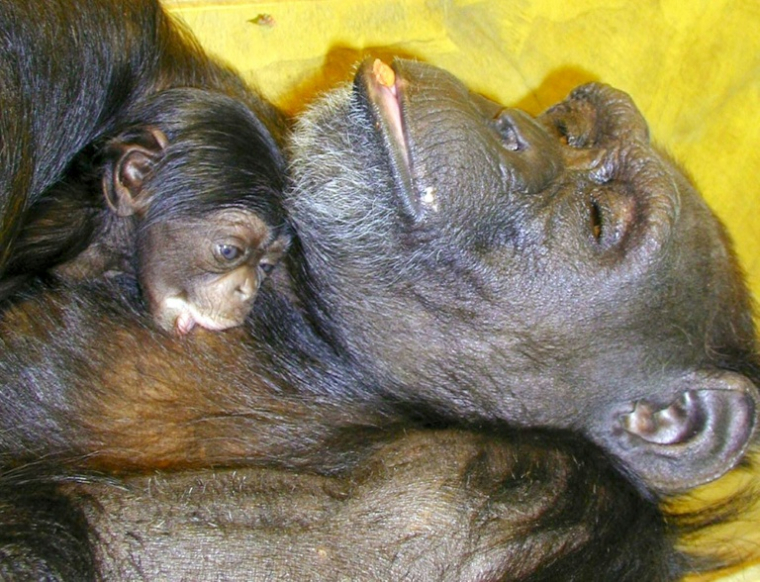 La chimpanzée prodige Ai, morte à 49 ans, apparaît sur cette photo diffusée 1er mai 2000 par l’Institut de recherche sur les primates de l’université de Kyoto (Japon), en train d'allaiter son premier bébé, Ayumu, à Inuyama ( JIJI PRESS / - )