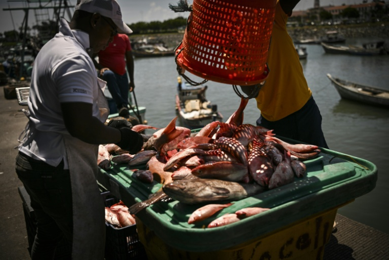 Déchargement de poissons au port de Panama, le 23 septembre 2026 ( AFP / MARTIN BERNETTI )