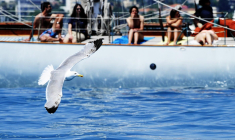 Des mouettes se mêlent à la course aux playoffs en Australie