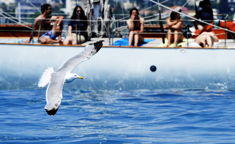 Des mouettes se mêlent à la course aux playoffs en Australie